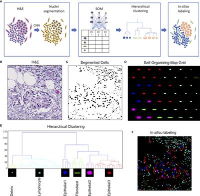 Self-Organizing Maps for Cellular In Silico Staining and Cell Substate Classification